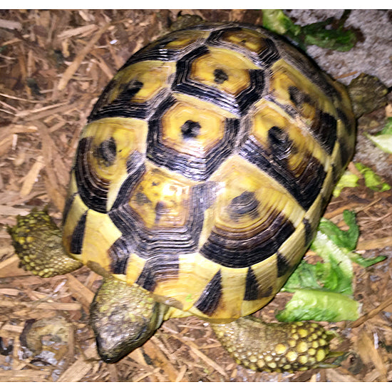 Hermann's Tortoises For Sale Big Apple Herp - Main Image