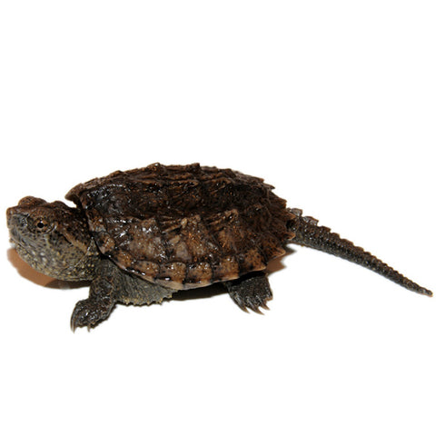 Common Snapping Turtles