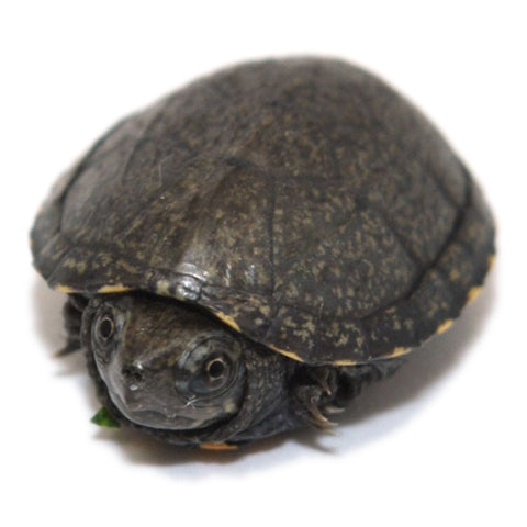 Eastern Mud Turtles