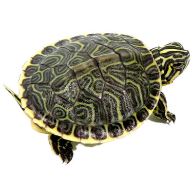 Peninsula Cooter Turtles