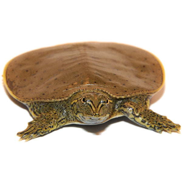Spiny Softshell Turtles for Sale | Apalone spinifera | Big Apple Herp