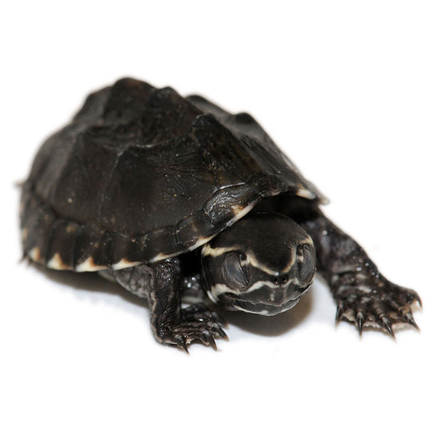 Stinkpot Musk Turtles | Big Apple Herp
