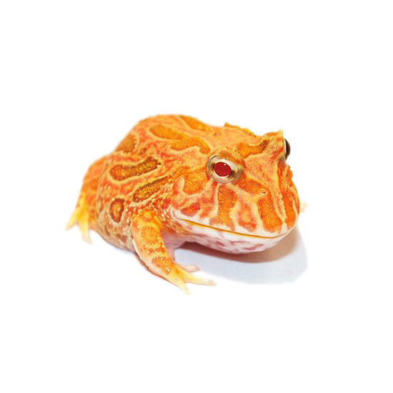 Buy Apricot Pacman Frogs Big Apple Herp