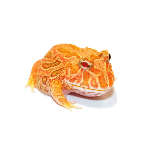 Apricot Pacman Frogs