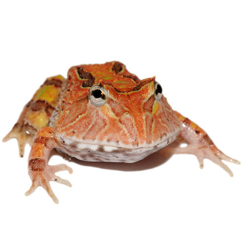 Brown Fantasy Pacman Frogs