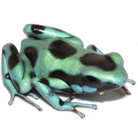Green & Bronze Auratus Dart Frogs