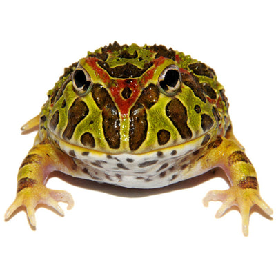 List of Unusual Pacman Frogs