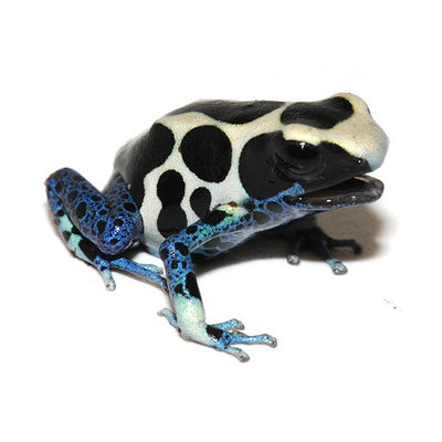 Oyapok Tinctorious Dart Frogs