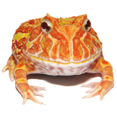 Sunburst Pacman Frogs