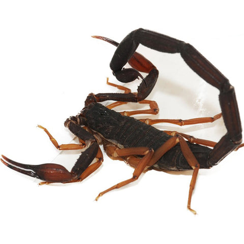 Florida Bark Scorpions