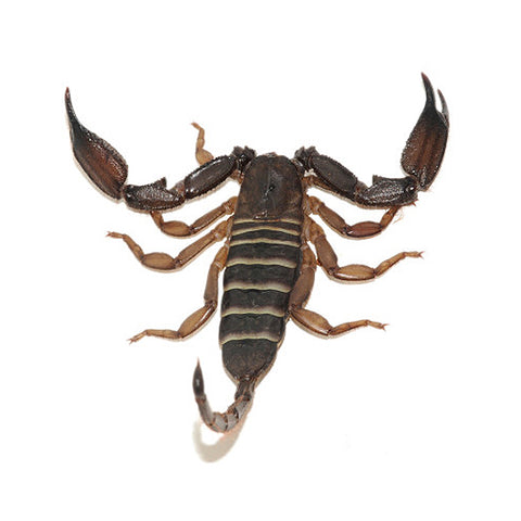 Olive Keeled Flat Rock Scorpion