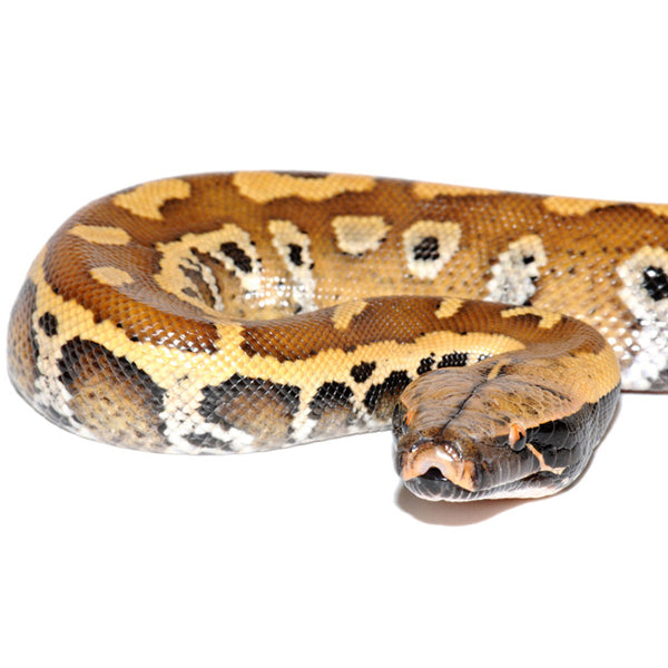 Blood Python Price Sumatran Blood Python for Sale – Field Collected Brongersmai | Big ...