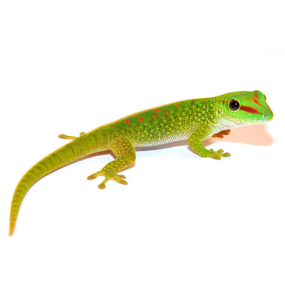 Giant Day Gecko Grandis