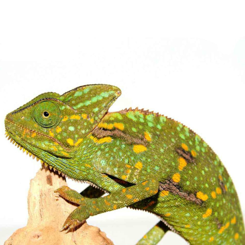 Veiled Chameleons – Big Apple Herp - Reptiles For Sale