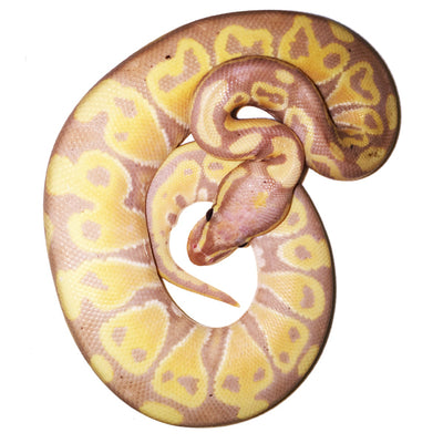 Banana Ball Pythons