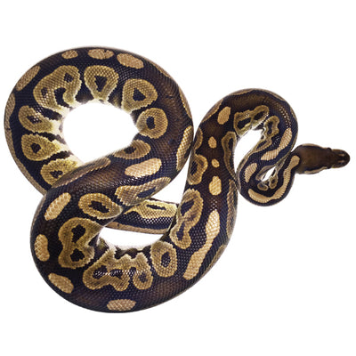 Cinnamon Ball Pythons
