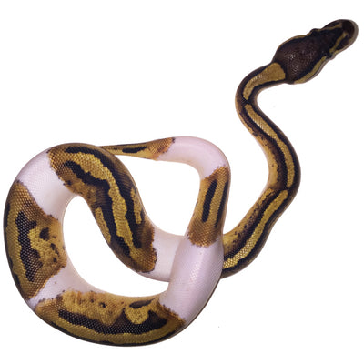 SPECIAL SALE Pied Ball Pythons Medium White
