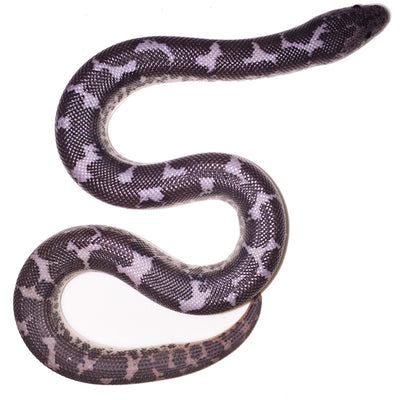 Anerythristic Kenyan Sand Boas