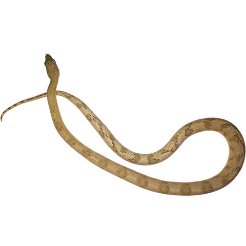 Trans Pecos Rat Snakes (Various Morphs)