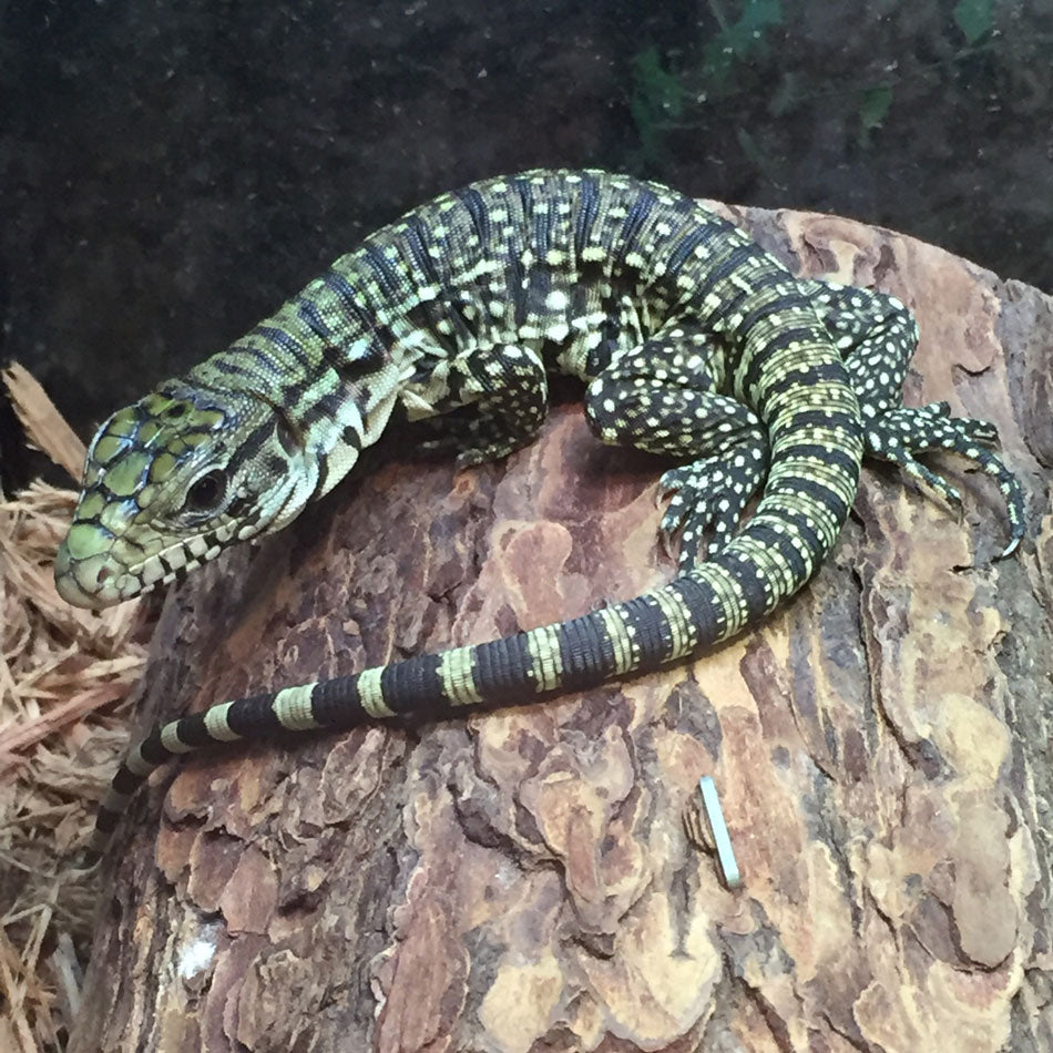 Argentine Black And White Tegu Enclosure Size