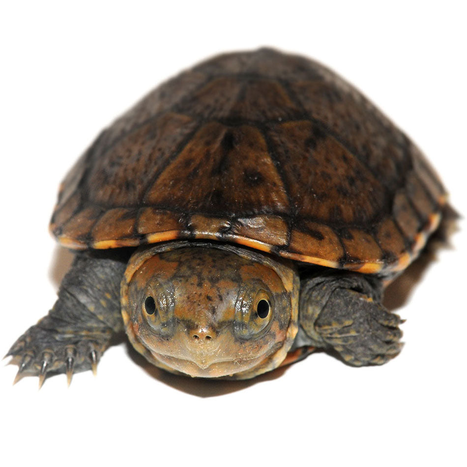 Red Cheek Mud Turtles | Big Apple Herp
