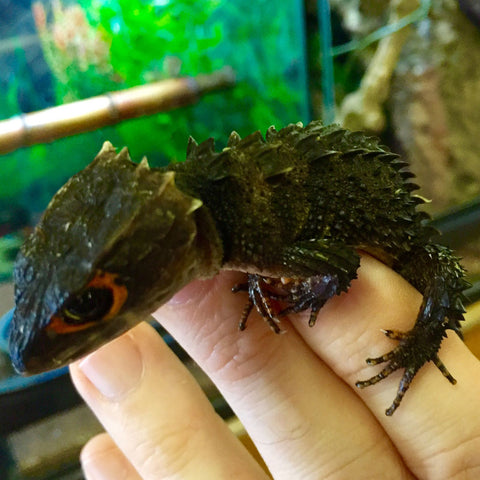 Red Eyed & Normal Eyed Armored Croc Skinks