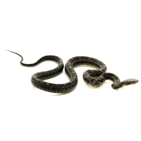 Black Rat Snakes