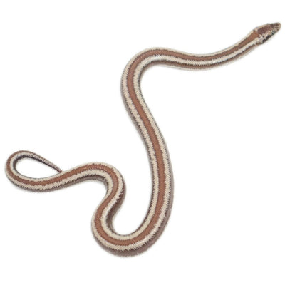 Dome Rock Rosy Boas