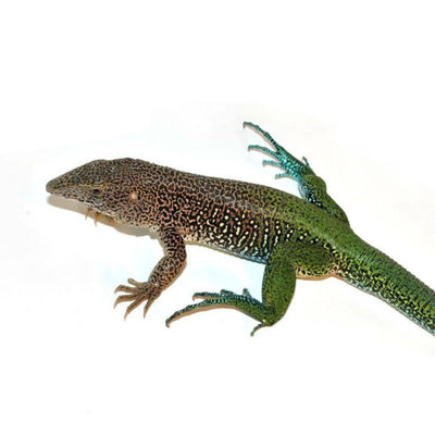 Ameiva (Green & Blue) Lizards