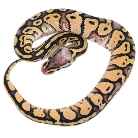 Super Pastel Ball Python Baby Male Super Pastel Pinstripe Ball Python