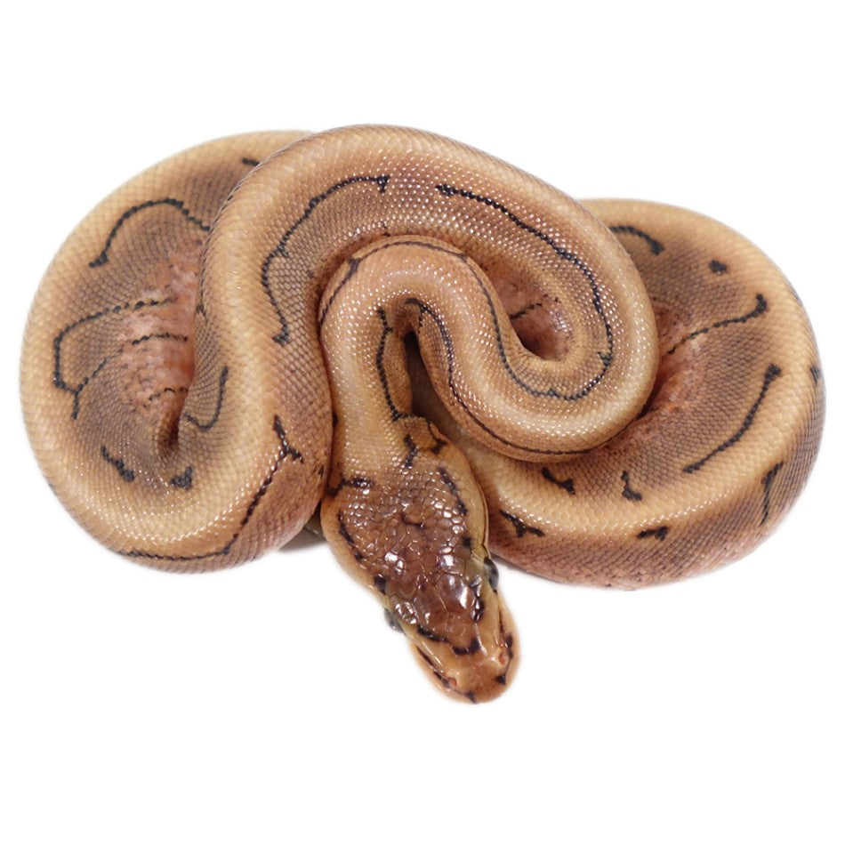 Spinner Ball Python Small Spinner Blast Ball Pythons For Sale