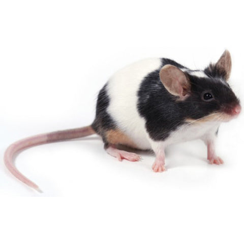 HOT Rodent Petco Fancy Mice Pet Store Fancy Mice For Sale