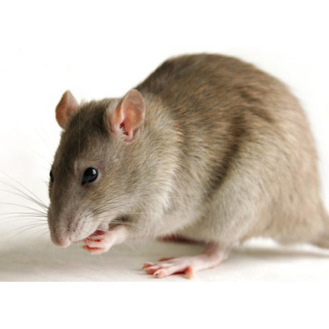 Live Feeder Mice Pet Mouse Near Me Buy Rats Frozen Feeder For Sale