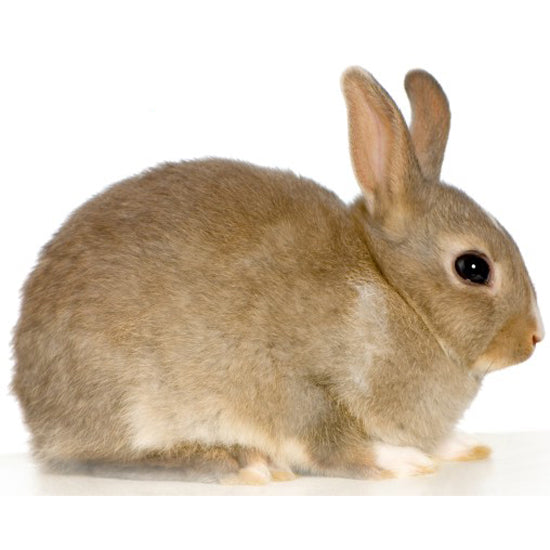 Rabbits Big Apple Herp