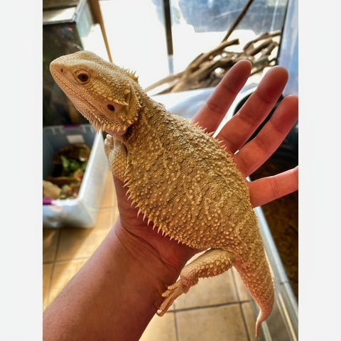 Citrus Bearded Dragon Adult Female