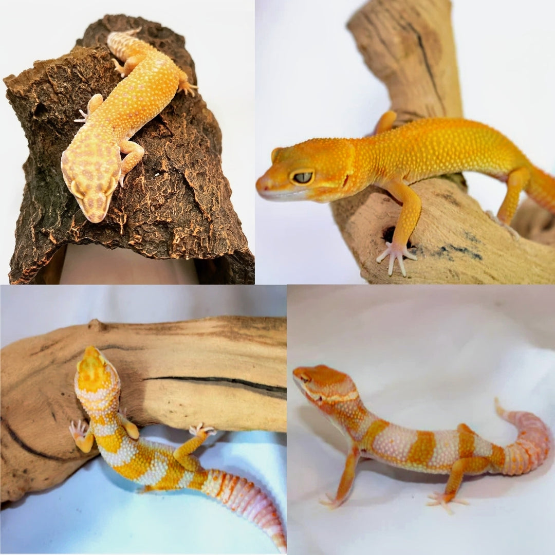 AdultLeopardGeckosForSale_2_10