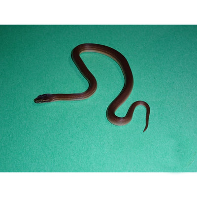 Brown African House Snakes