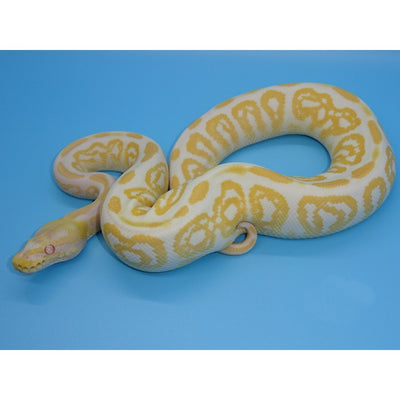 Albino Black Pastel Ball Pythons