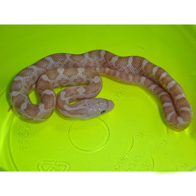Albino Black Rat Snakes