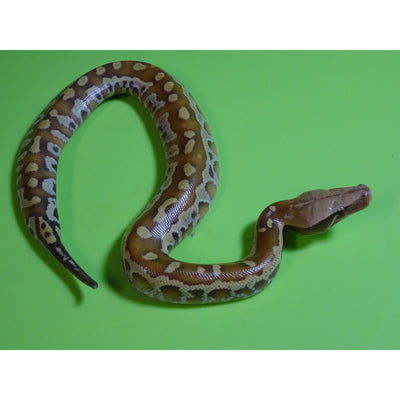 Albino T+ Red Blood Pythons