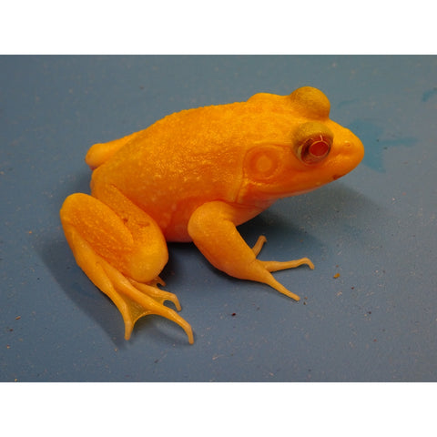 Albino Bull Frogs – Big Apple Herp - Reptiles For Sale