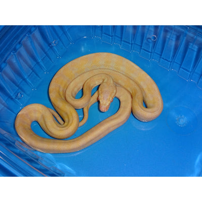 Albino Darwin Carpet Pythons