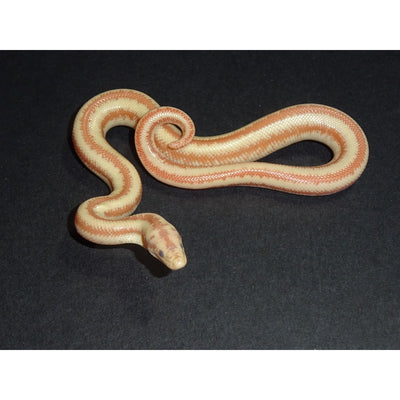 Albino Harquahala Rosy Boas