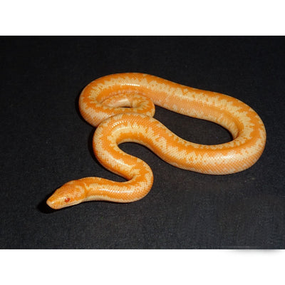 Albino Rosy Boas (Het Snow)