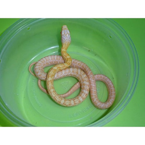 Albino Japanese Rat Snakes