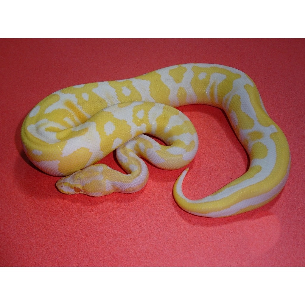 Albino Royal Python