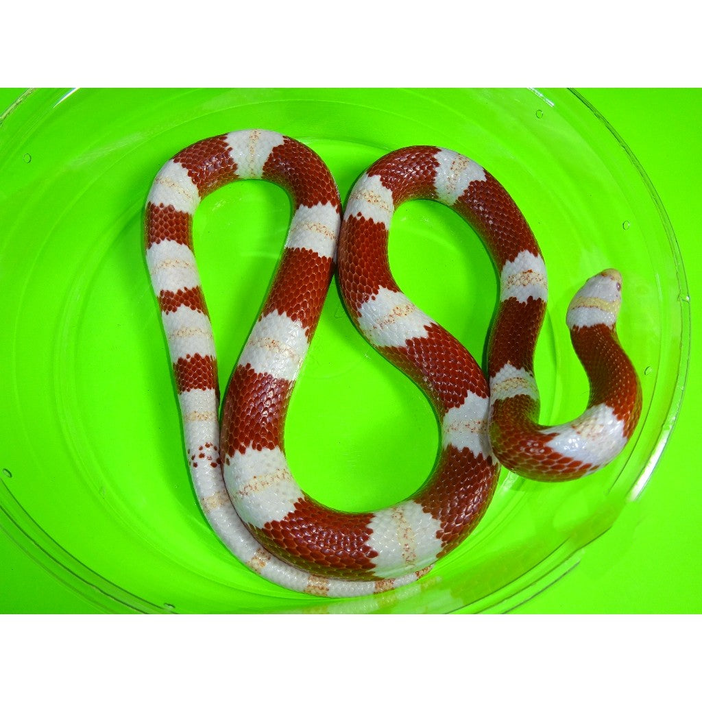 Albino Mexican Milk Snake