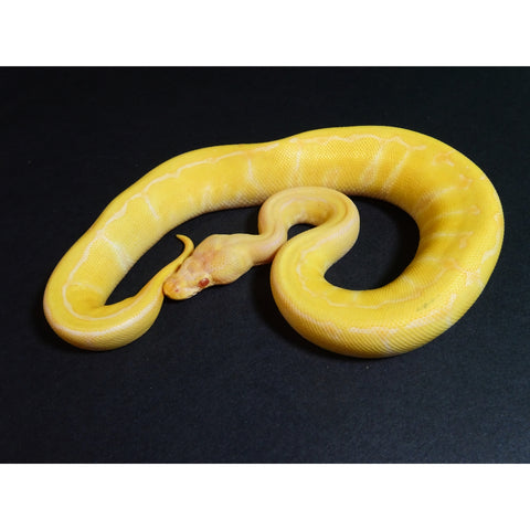 Albino Pinstripe Ball Pythons