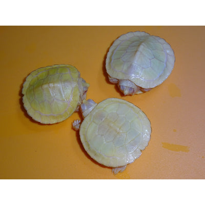 Albino Red Ear Slider Turtles (W/ Extra Scutes)