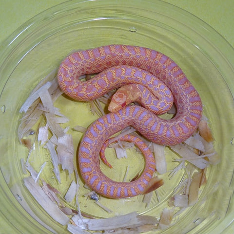 Albino San Diego Gopher Snakes